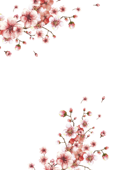 A blossoming branch from spring tree template. Sakura, cherry, apple or apricot buds and flowers blossoms Springtime watercolor clipart for postcard. Hand drawn isolated illustration png