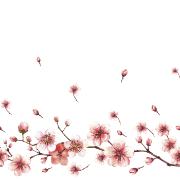 Blossoming branch from tree, sakura, cherry or apple buds and flowers seamless border, pattern. Spring blossoms, springtime watercolor clipart. Hand drawn  illustration  background png