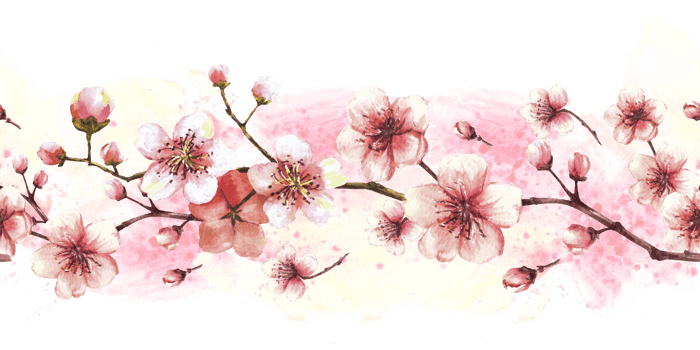 Blossoming branch from tree, sakura, cherry or apple buds and flowers seamless border, pattern on watercolor stains background. Spring blossoms, springtime clipart. Hand drawn isolated illustration png
