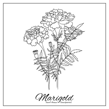 Marigold flowers in outline tattoo style. Hand drawn floral monochrome graphic illustration for coloring pages design decoration vector