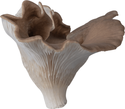 edible mushroom cut out on transparent background. png