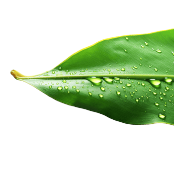 AI generated Lush Green Banana Leaf With Dew Drops A Serene Natural png