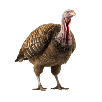 AI generated Turkey clip art png