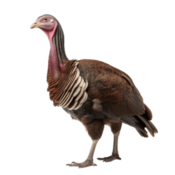 AI generated Turkey clip art png