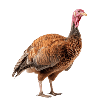 AI generated Turkey clip art png