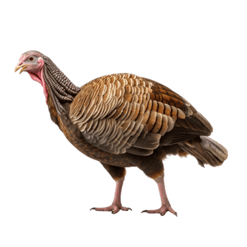 AI generated Turkey clip art png