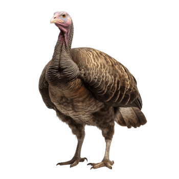 AI generated Turkey clip art png