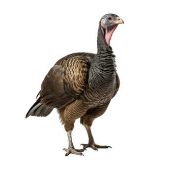 AI generated Turkey clip art png
