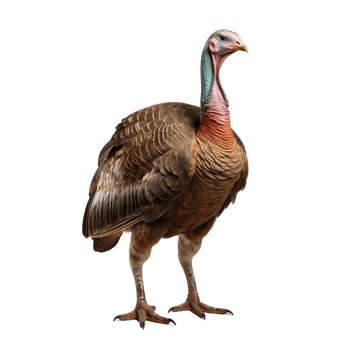 AI generated Turkey clip art png