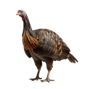 AI generated Turkey clip art png