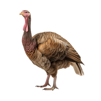 AI generated Turkey clip art png