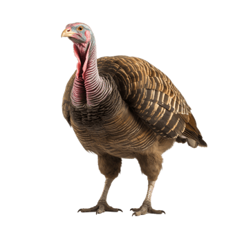 AI generated Turkey clip art png