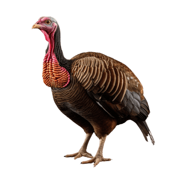 AI generated Turkey clip art png