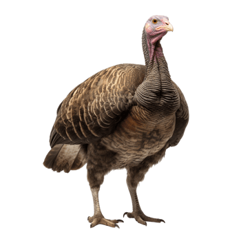 AI generated Turkey clip art png