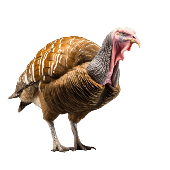 AI generated Turkey clip art png