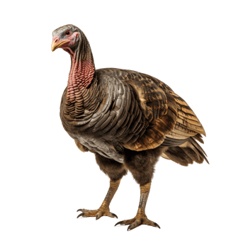 AI generated Turkey clip art png