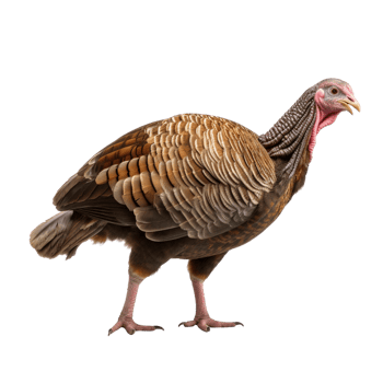 AI generated Turkey clip art png