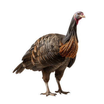 AI generated Turkey clip art png