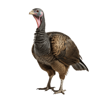 AI generated Turkey clip art png