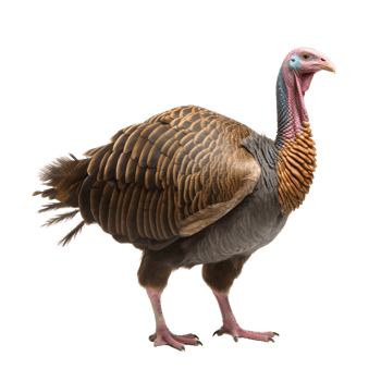 AI generated Turkey clip art png