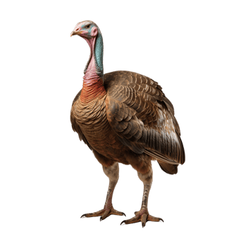 AI generated Turkey clip art png