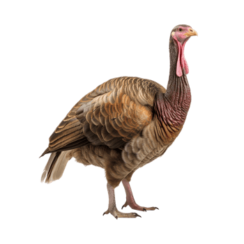 AI generated Turkey clip art png