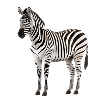 AI generated Zebra clip art png