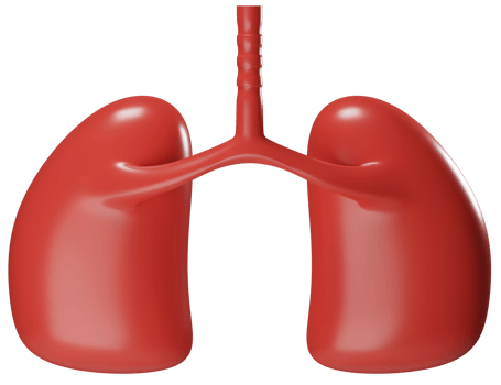 3D rendering healthy lung organ illustration. 3D icon png