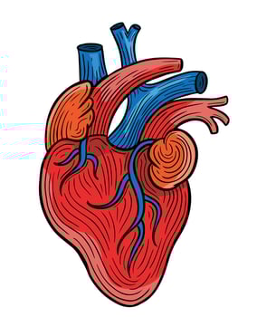 human heart hand drawn engraved sketch drawing vector