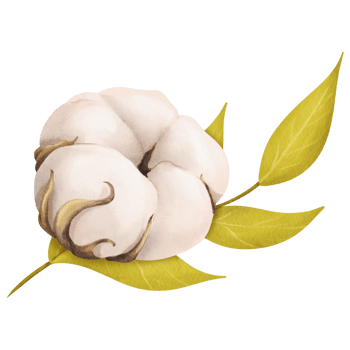 A composition featuring a delicate white cotton flower and a green branch. for botanical illustrations floral arrangements spring nature-themed designs, or eco-friendly projects. Watercolor. png