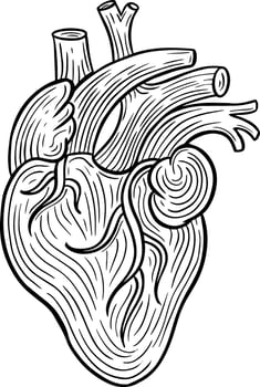 human heart hand drawn engraved sketch drawing vector