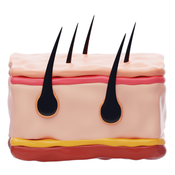 Skin 3D Icon. Human Skin 3d illustration png