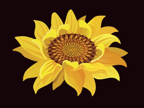 Illustration of a yellow sunflower flower vector