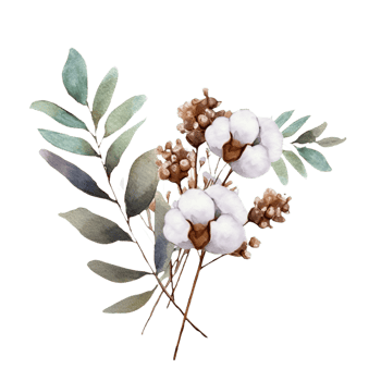 AI generated watercolor cotton flowers and leaves on transparent background png