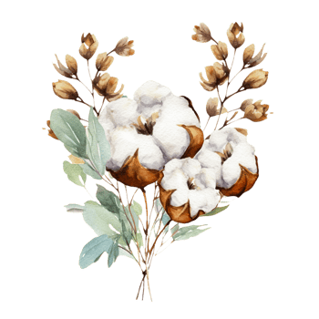 AI generated watercolor cotton flowers and leaves on a transparent background png