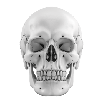 AI generated Realistic skull isolated on transparent background png
