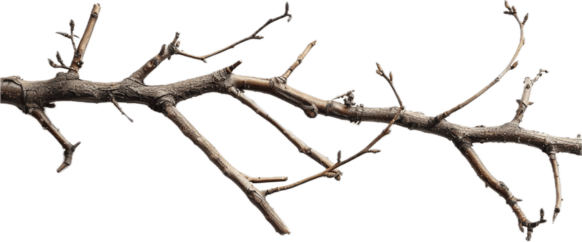 AI generated Tangled Dry Tree Branches png