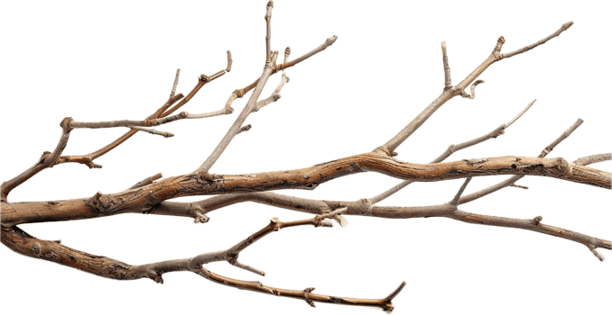 AI generated Tangled Dry Tree Branches png
