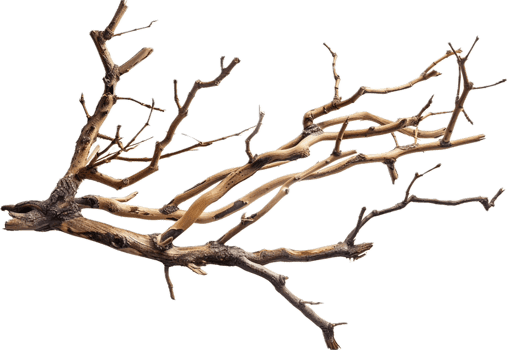 AI generated Tangled Dry Tree Branches png