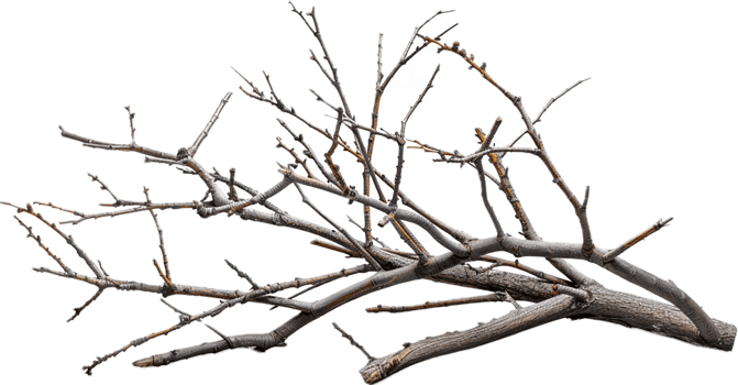 AI generated Tangled Dry Tree Branches png