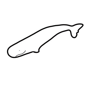 oceania natural animal sperm whale png