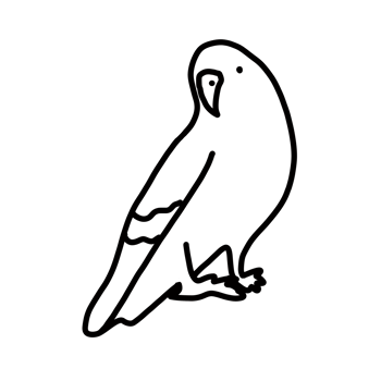 pet animal budgie bird png