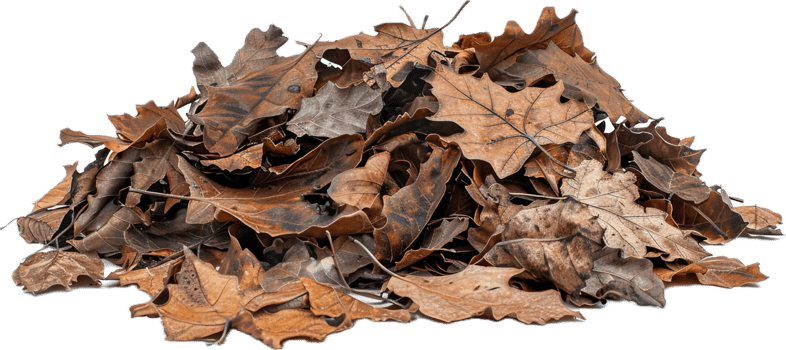 AI generated Autumn Dry Oak Leaves Pile png