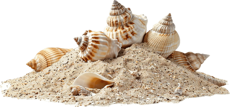 AI generated Assorted Seashells Collection png
