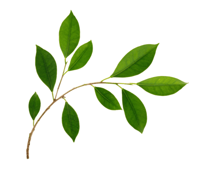 Fresh green leaves branch macro shot, PNG transparency