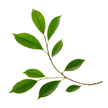 Fresh green leaves branch macro shot, PNG transparency