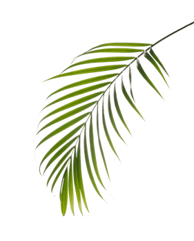 Areca palm leaf foliage plant, PNG transparency