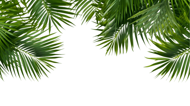 AI generated palm leaves on transparent background png