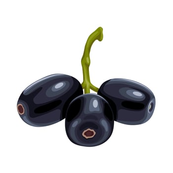 Vector illustration, Syzygium cumini, commonly known as Malabar plum, Java plum, black plum, jamun, jambul, or jambolan, isolated on white background.