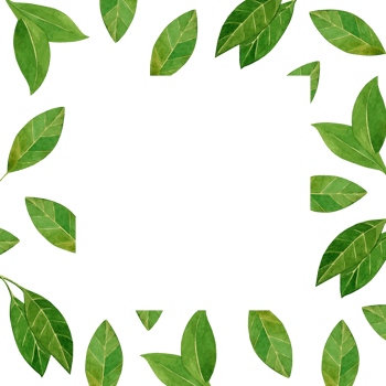 Watercolor illustration. Square frame with green leaves on a transparent background. All elements are hand-painted with watercolors. Suitable for design, kitchen decoration, dishes, textiles png